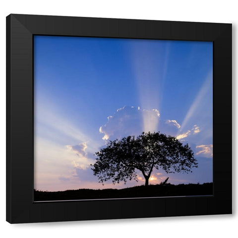 Single tree silhouetted at sunrise-Costa Rica Black Modern Wood Framed Art Print by Jones, Adam