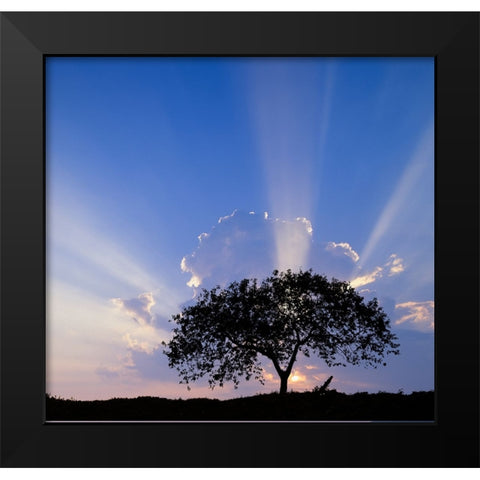 Single tree silhouetted at sunrise-Costa Rica Black Modern Wood Framed Art Print by Jones, Adam
