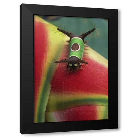Costa Rica, Caterpillar on Heliconia plant Black Modern Wood Framed Art Print by Rotenberg, Nancy