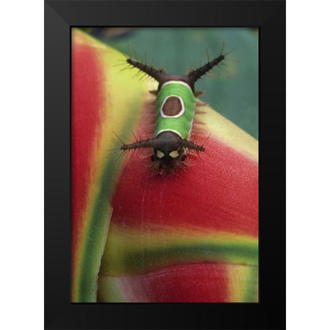 Costa Rica, Caterpillar on Heliconia plant Black Modern Wood Framed Art Print by Rotenberg, Nancy
