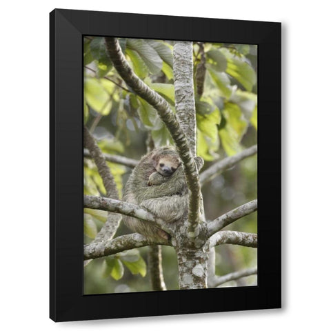 Costa Rica Three-toed sloth rests in a tree Black Modern Wood Framed Art Print by Grall, Don