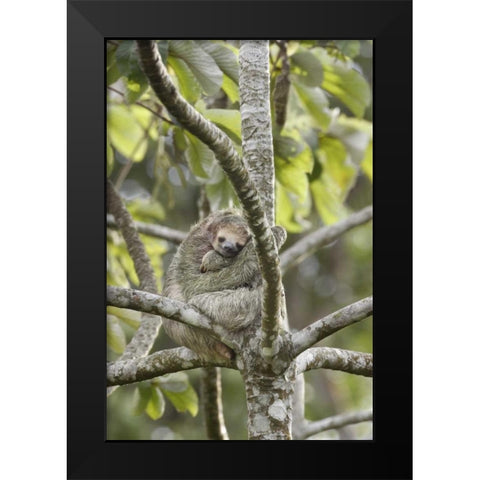 Costa Rica Three-toed sloth rests in a tree Black Modern Wood Framed Art Print by Grall, Don