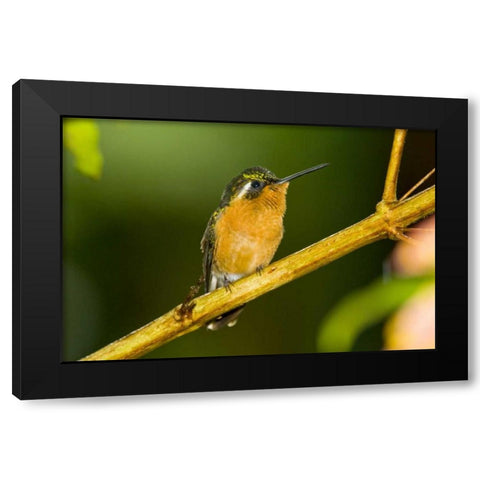 Costa Rica White-throated mountain-gem Black Modern Wood Framed Art Print by Lord, Fred