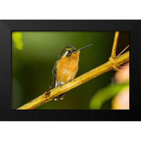 Costa Rica White-throated mountain-gem Black Modern Wood Framed Art Print by Lord, Fred