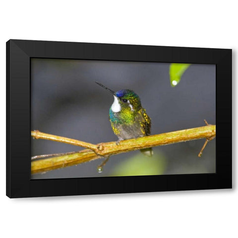 Costa Rica Male white-throated mountain-gem Black Modern Wood Framed Art Print with Double Matting by Lord, Fred