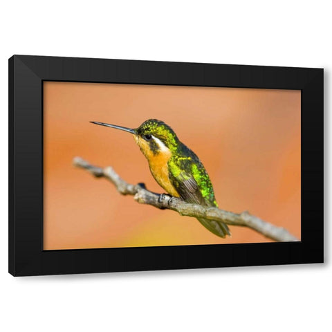 Costa Rica White-throated mountain-gem Black Modern Wood Framed Art Print with Double Matting by Lord, Fred