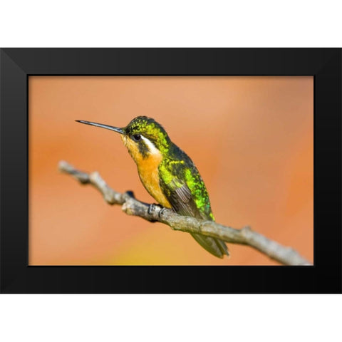 Costa Rica White-throated mountain-gem Black Modern Wood Framed Art Print by Lord, Fred