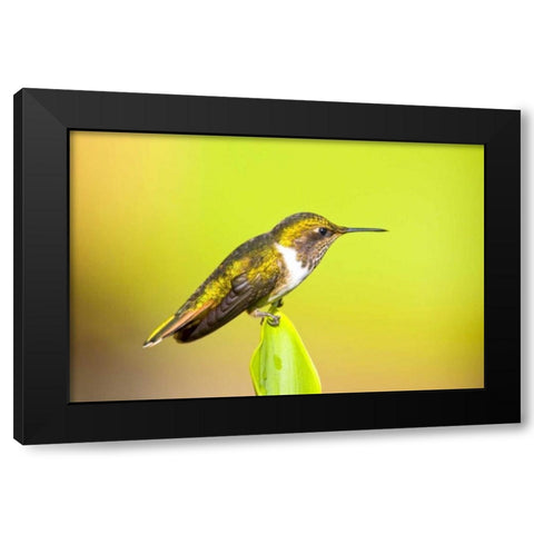 Costa Rica, Rio Savegre Scintillant hummingbird Black Modern Wood Framed Art Print by Lord, Fred