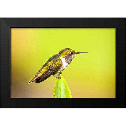 Costa Rica, Rio Savegre Scintillant hummingbird Black Modern Wood Framed Art Print by Lord, Fred