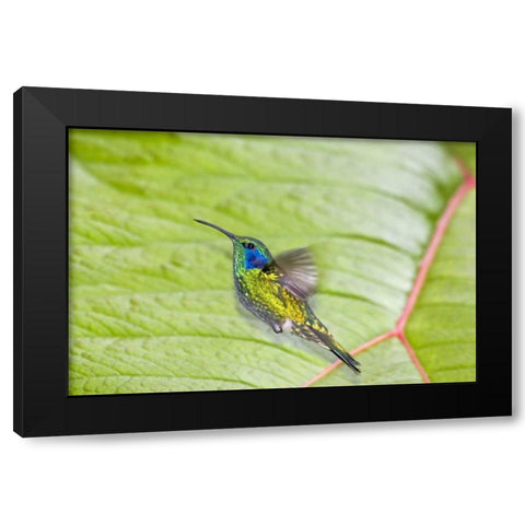 Costa Rica Green violet-ear hummingbird Black Modern Wood Framed Art Print with Double Matting by Lord, Fred