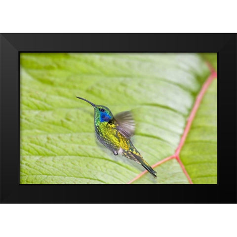 Costa Rica Green violet-ear hummingbird Black Modern Wood Framed Art Print by Lord, Fred