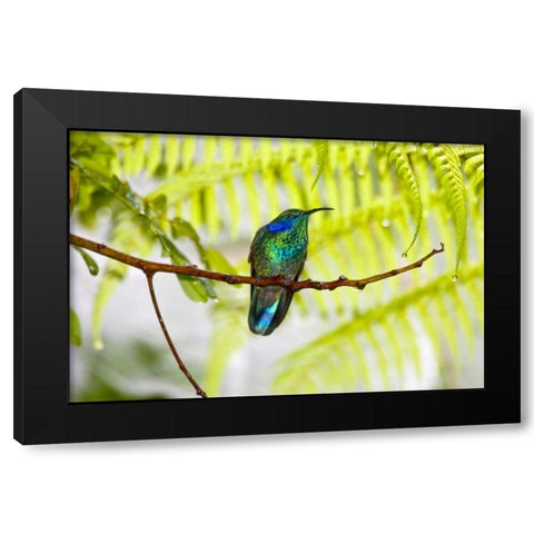 Costa Rica Green violet-ear hummingbird on limb Black Modern Wood Framed Art Print with Double Matting by Lord, Fred