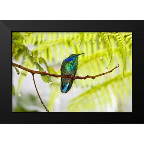 Costa Rica Green violet-ear hummingbird on limb Black Modern Wood Framed Art Print by Lord, Fred