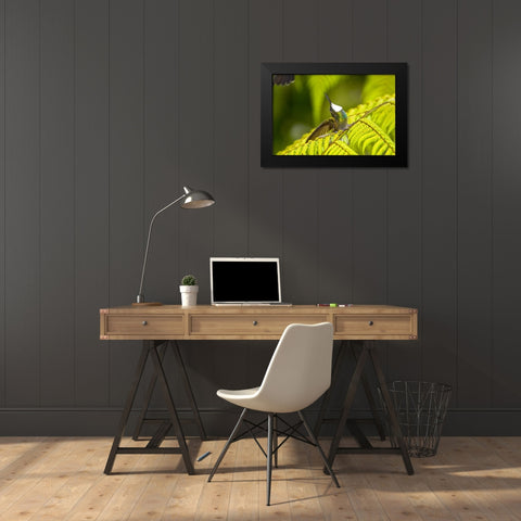 Costa Rica, Male White-throated mountain-gem Black Modern Wood Framed Art Print by Lord, Fred