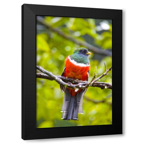 Costa Rica, Rio Savegre Male collared trogon Black Modern Wood Framed Art Print by Lord, Fred