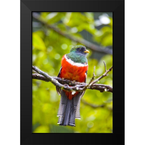 Costa Rica, Rio Savegre Male collared trogon Black Modern Wood Framed Art Print by Lord, Fred