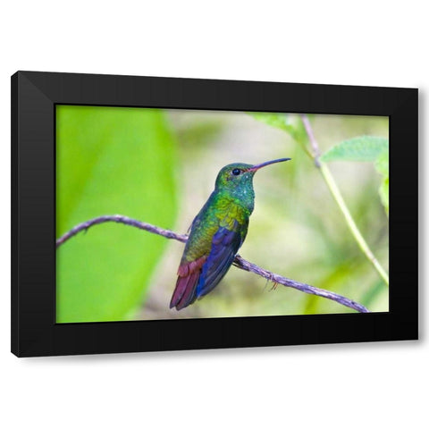 Costa Rica, Sarapiqui Rufous-tailed hummingbird Black Modern Wood Framed Art Print with Double Matting by Lord, Fred