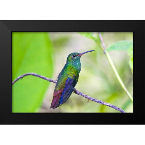 Costa Rica, Sarapiqui Rufous-tailed hummingbird Black Modern Wood Framed Art Print by Lord, Fred