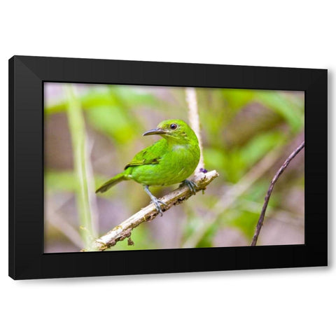 Costa Rica, Sarapiqui Green honeycreeper Black Modern Wood Framed Art Print by Lord, Fred