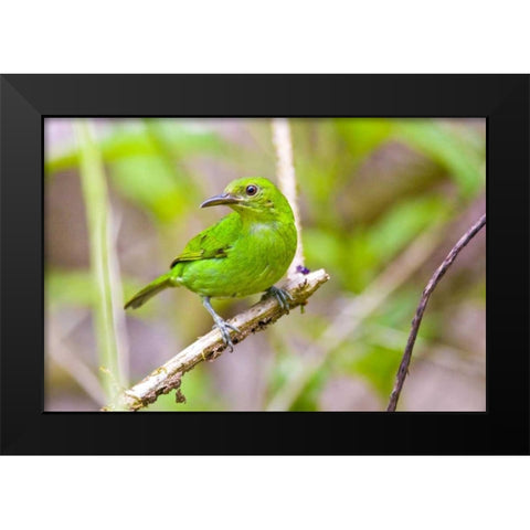 Costa Rica, Sarapiqui Green honeycreeper Black Modern Wood Framed Art Print by Lord, Fred