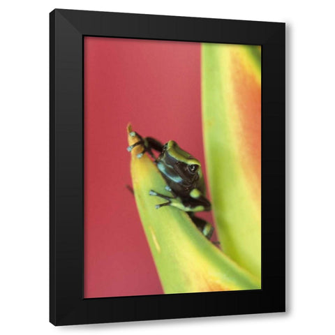 Costa Rica, Frog, Osa Peninsula Black Modern Wood Framed Art Print by Rotenberg, Nancy