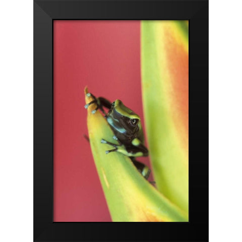 Costa Rica, Frog, Osa Peninsula Black Modern Wood Framed Art Print by Rotenberg, Nancy