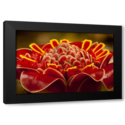 Costa Rica Red torch ginger blossom Black Modern Wood Framed Art Print with Double Matting by Illg, Cathy and Gordon