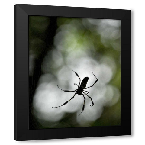 Costa Rica Female golden orb weaver spider Black Modern Wood Framed Art Print by Bush, Marie