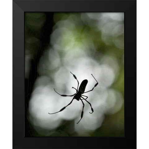 Costa Rica Female golden orb weaver spider Black Modern Wood Framed Art Print by Bush, Marie