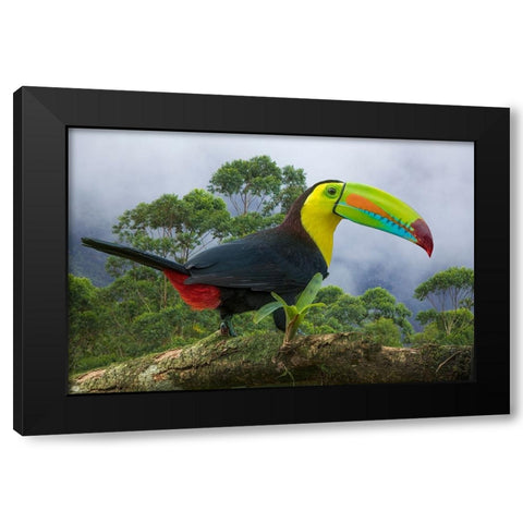 Costa Rica-Composite close-up of keel-billed toucan Black Modern Wood Framed Art Print by Jaynes Gallery