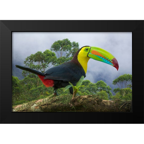 Costa Rica-Composite close-up of keel-billed toucan Black Modern Wood Framed Art Print by Jaynes Gallery