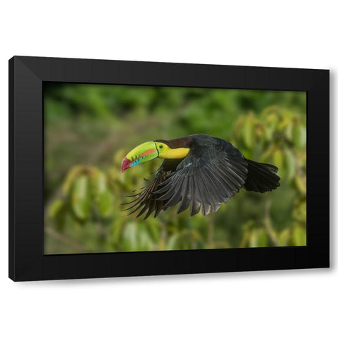 Costa Rica-Keel-billed toucan in flight Black Modern Wood Framed Art Print by Jaynes Gallery