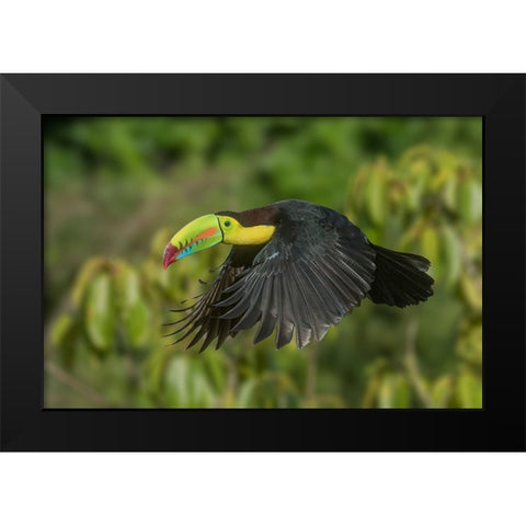 Costa Rica-Keel-billed toucan in flight Black Modern Wood Framed Art Print by Jaynes Gallery