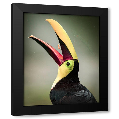 Costa Rica-toucan eating Black Modern Wood Framed Art Print by Theodore, George and Marilu