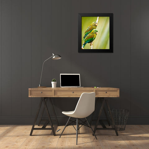 Costa Rica-parakeet perched Black Modern Wood Framed Art Print by Theodore, George and Marilu