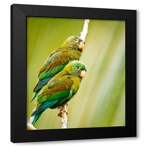 Costa Rica-parakeet perched Black Modern Wood Framed Art Print with Double Matting by Theodore, George and Marilu