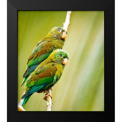 Costa Rica-parakeet perched Black Modern Wood Framed Art Print by Theodore, George and Marilu