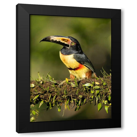 Collared Aracari- perched on branch- Costa Rica- Central America Black Modern Wood Framed Art Print by McDonald, Joe and Maryann
