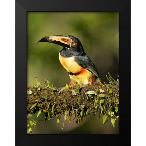 Collared Aracari- perched on branch- Costa Rica- Central America Black Modern Wood Framed Art Print by McDonald, Joe and Maryann