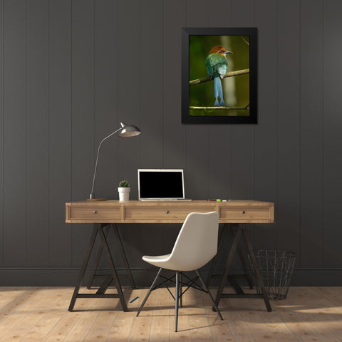 Broad-billed motmot on limb- Costa Rica- Central America Black Modern Wood Framed Art Print by McDonald, Joe and Maryann