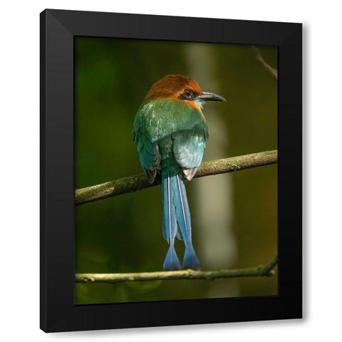 Broad-billed motmot on limb- Costa Rica- Central America Black Modern Wood Framed Art Print with Double Matting by McDonald, Joe and Maryann