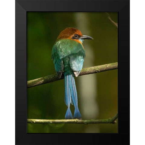 Broad-billed motmot on limb- Costa Rica- Central America Black Modern Wood Framed Art Print by McDonald, Joe and Maryann