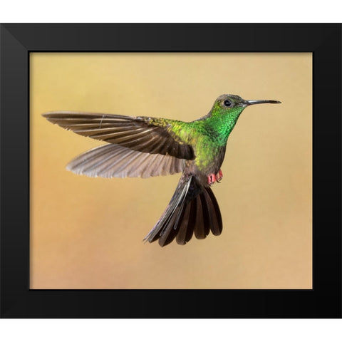 Bronze-tailed plumeleteer flying- Costa Rica- Central America Black Modern Wood Framed Art Print by McDonald, Joe and Maryann