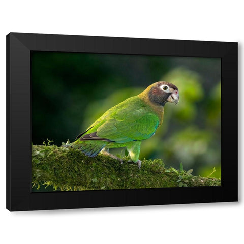 Brown-hooded parrot- Costa Rica- Central America Black Modern Wood Framed Art Print by McDonald, Joe and Maryann
