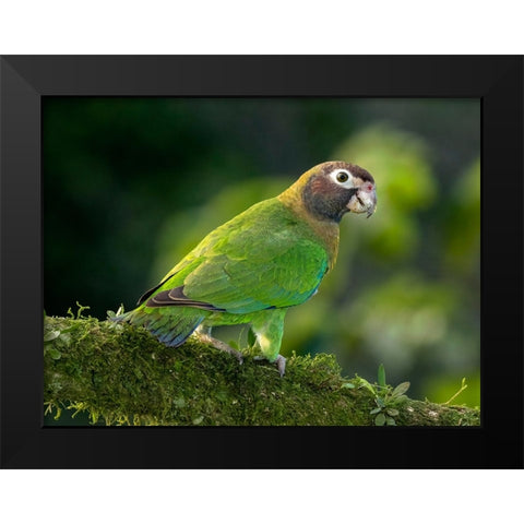 Brown-hooded parrot- Costa Rica- Central America Black Modern Wood Framed Art Print by McDonald, Joe and Maryann