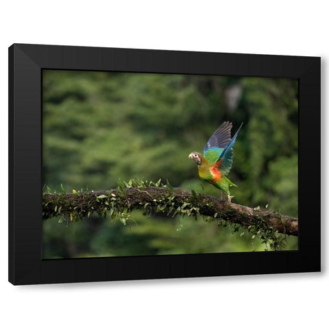 Brown-hooded parrot- Costa Rica- Central America Black Modern Wood Framed Art Print with Double Matting by McDonald, Joe and Maryann