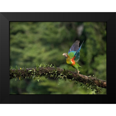 Brown-hooded parrot- Costa Rica- Central America Black Modern Wood Framed Art Print by McDonald, Joe and Maryann