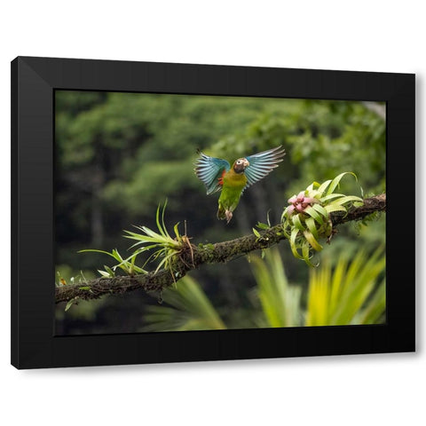 Brown-hooded parrot- Costa Rica- Central America Black Modern Wood Framed Art Print with Double Matting by McDonald, Joe and Maryann