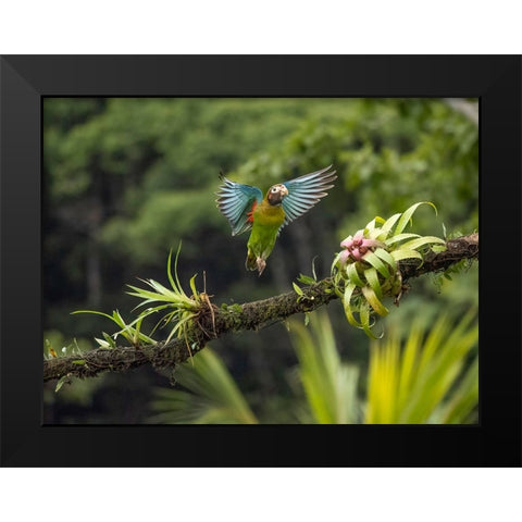 Brown-hooded parrot- Costa Rica- Central America Black Modern Wood Framed Art Print by McDonald, Joe and Maryann