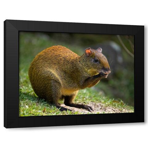 Central America Agouti- Bosque del Paz- Costa Rica Black Modern Wood Framed Art Print with Double Matting by McDonald, Joe and Maryann